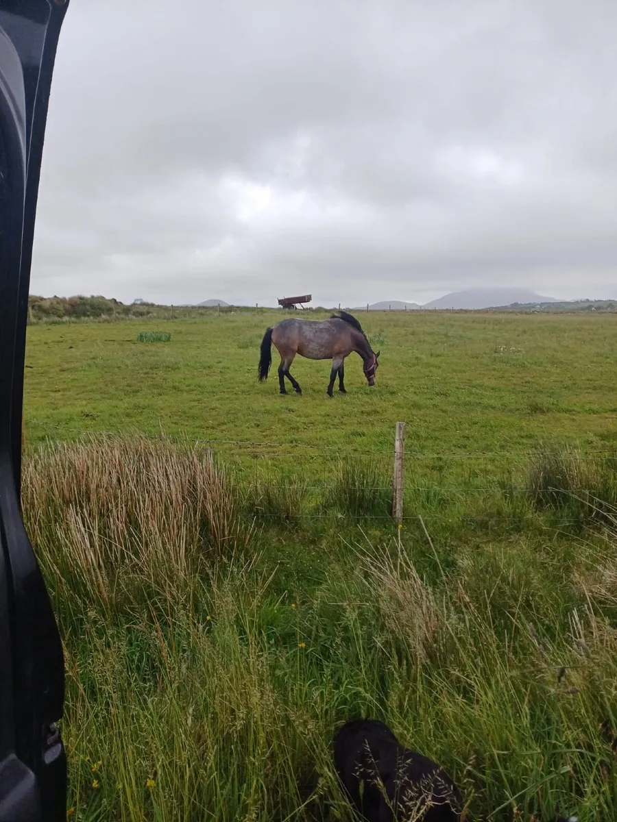 Connemara Filly fully Registered - Image 2