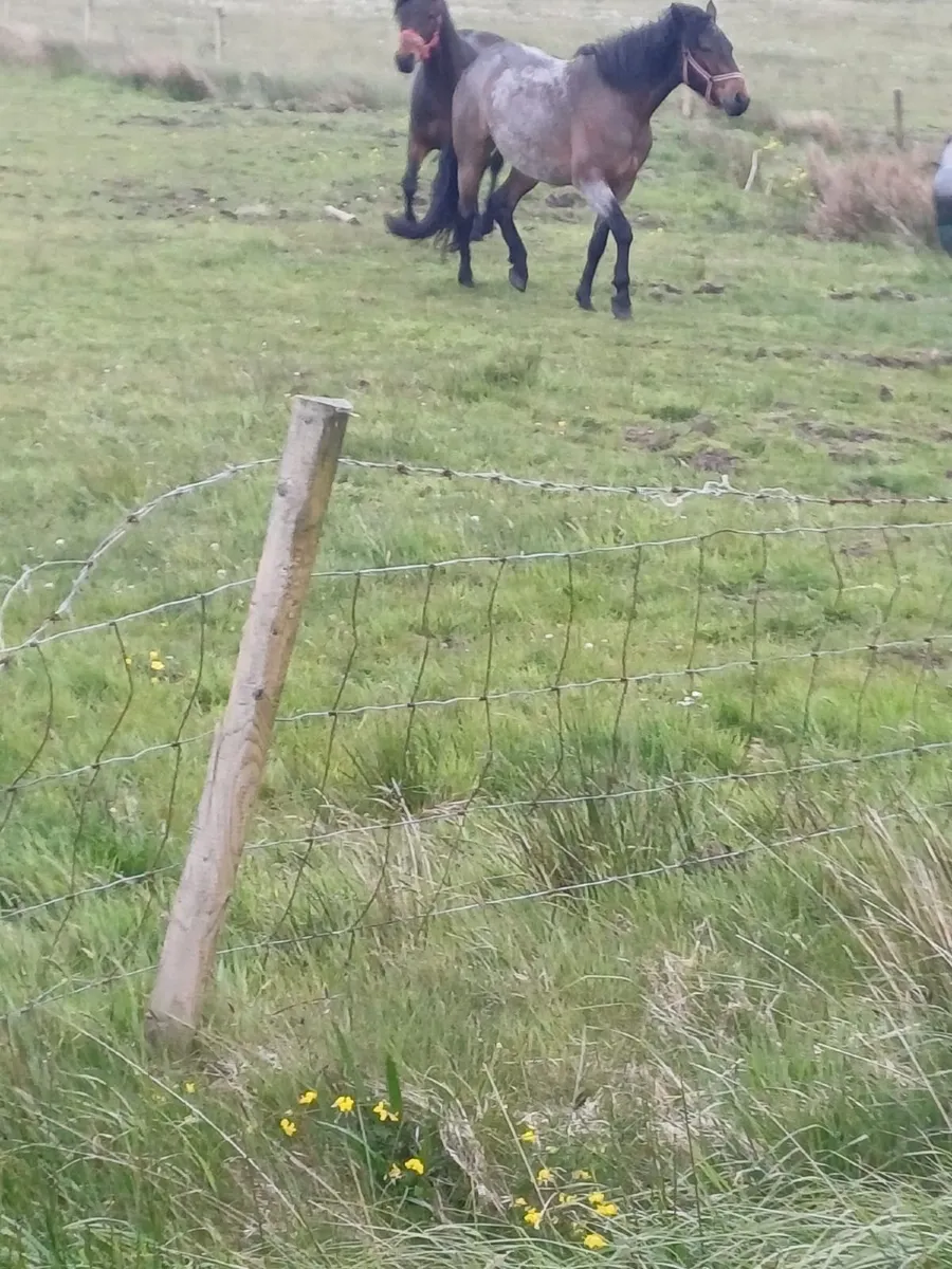 Connemara Filly fully Registered - Image 4