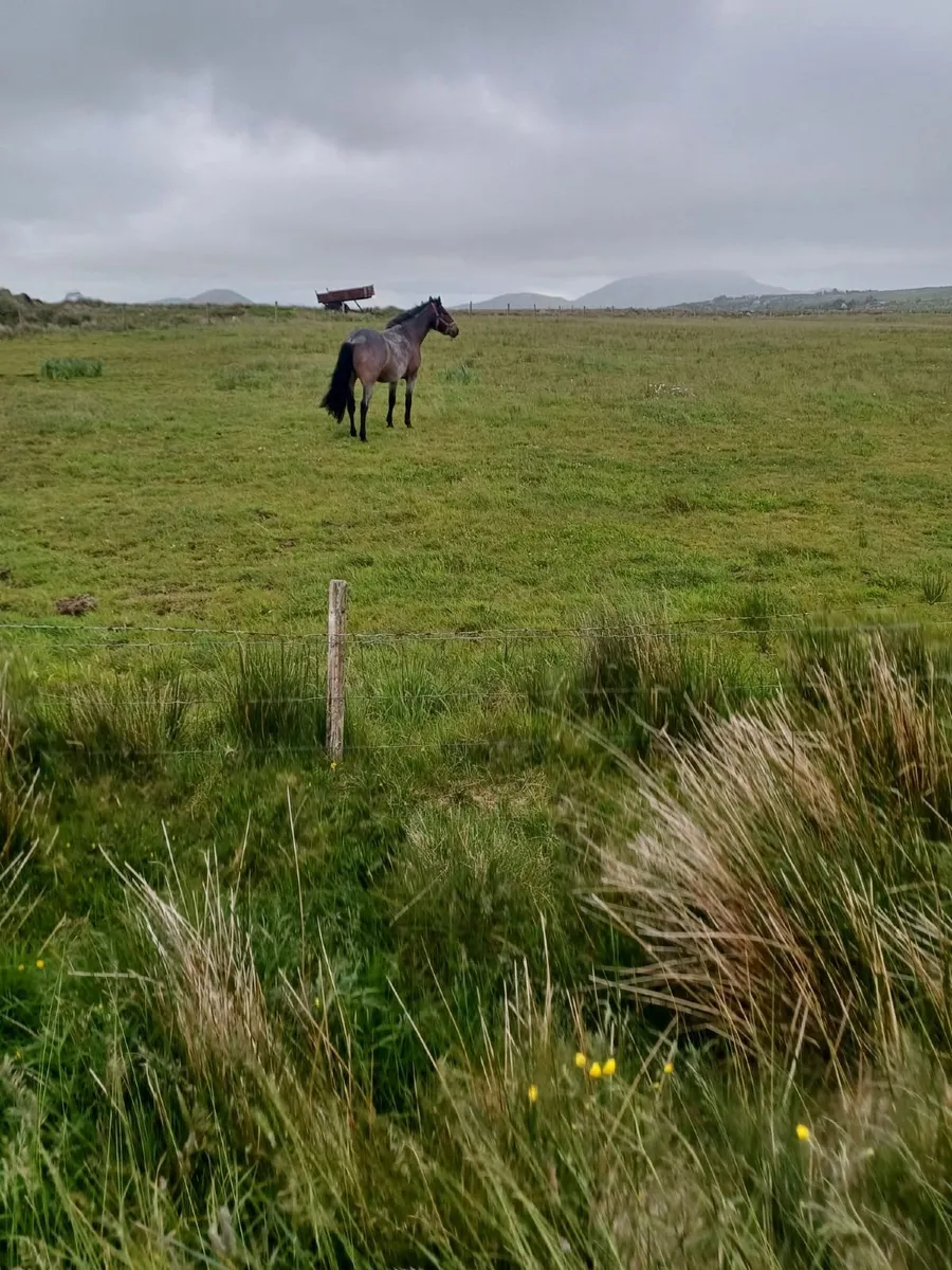 Connemara Filly fully Registered - Image 3