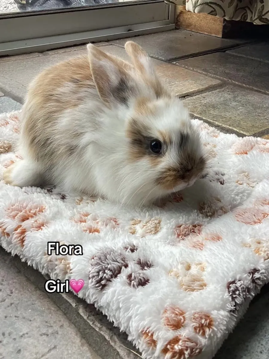 Lionhead Bunnies - Image 1
