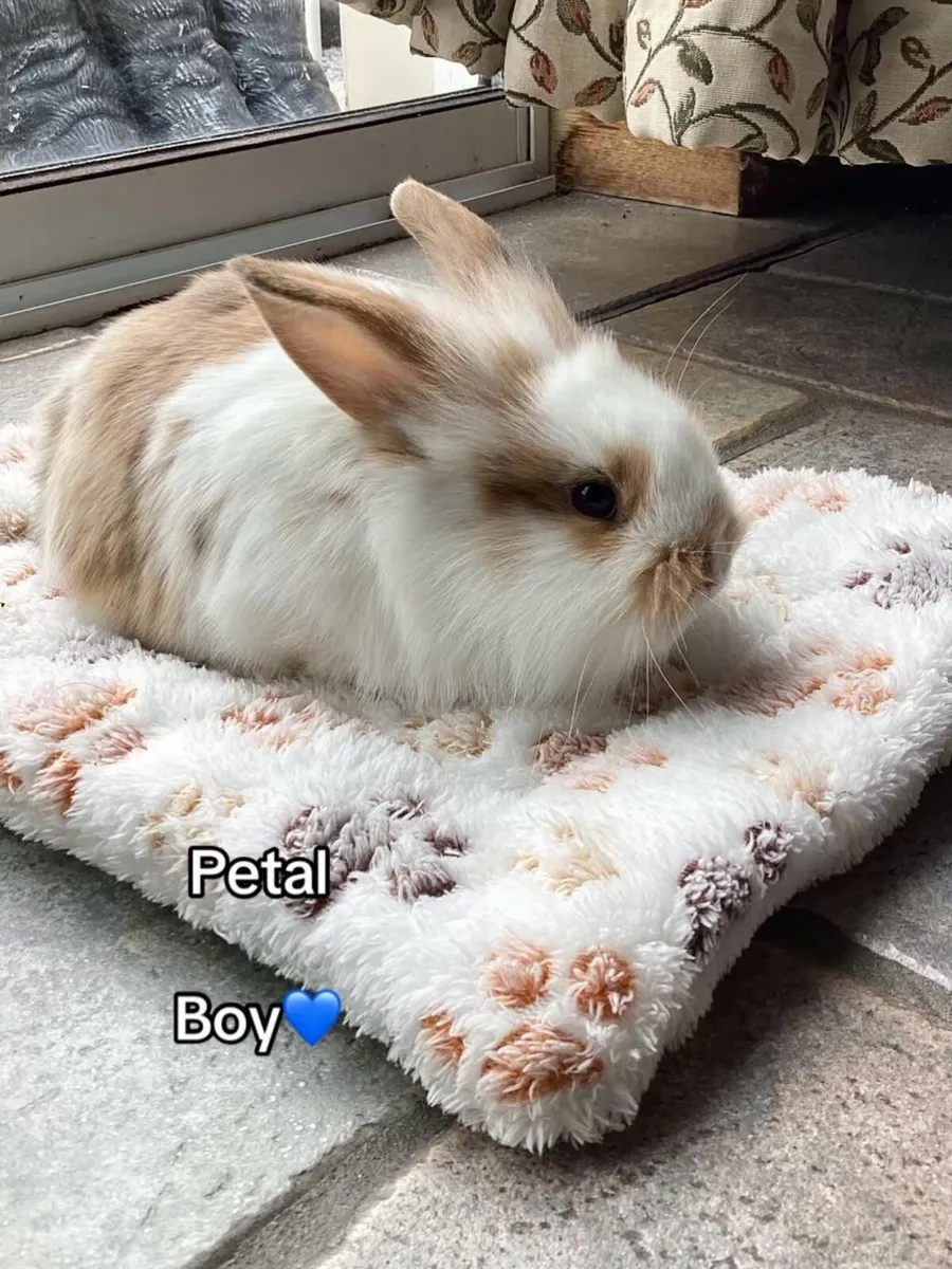 Lionhead Bunnies - Image 3