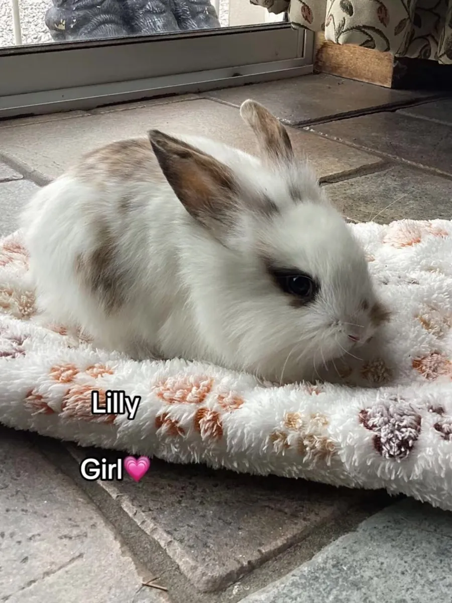 Lionhead Bunnies - Image 2