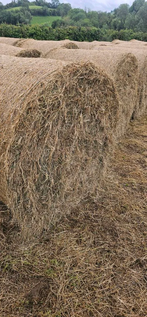 May Hay For Sale - Image 1