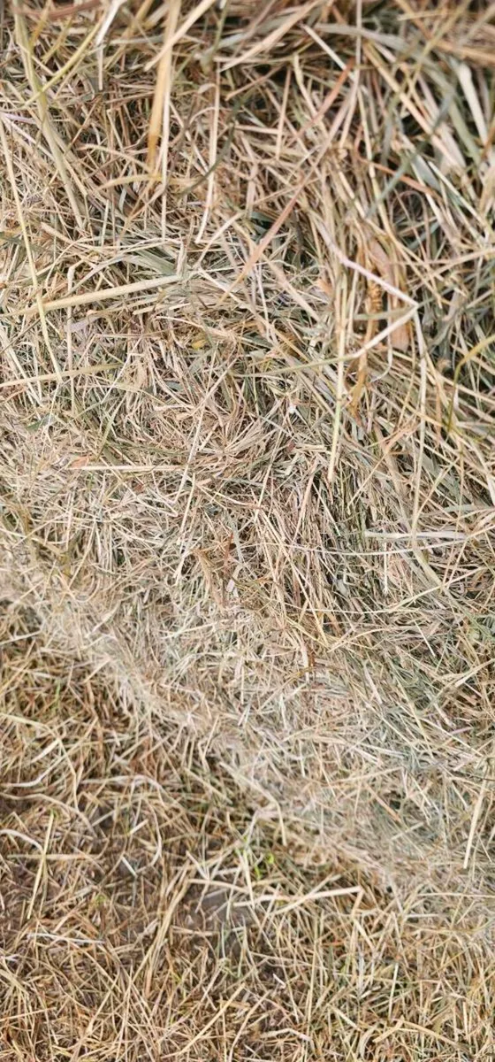 May Hay For Sale - Image 2
