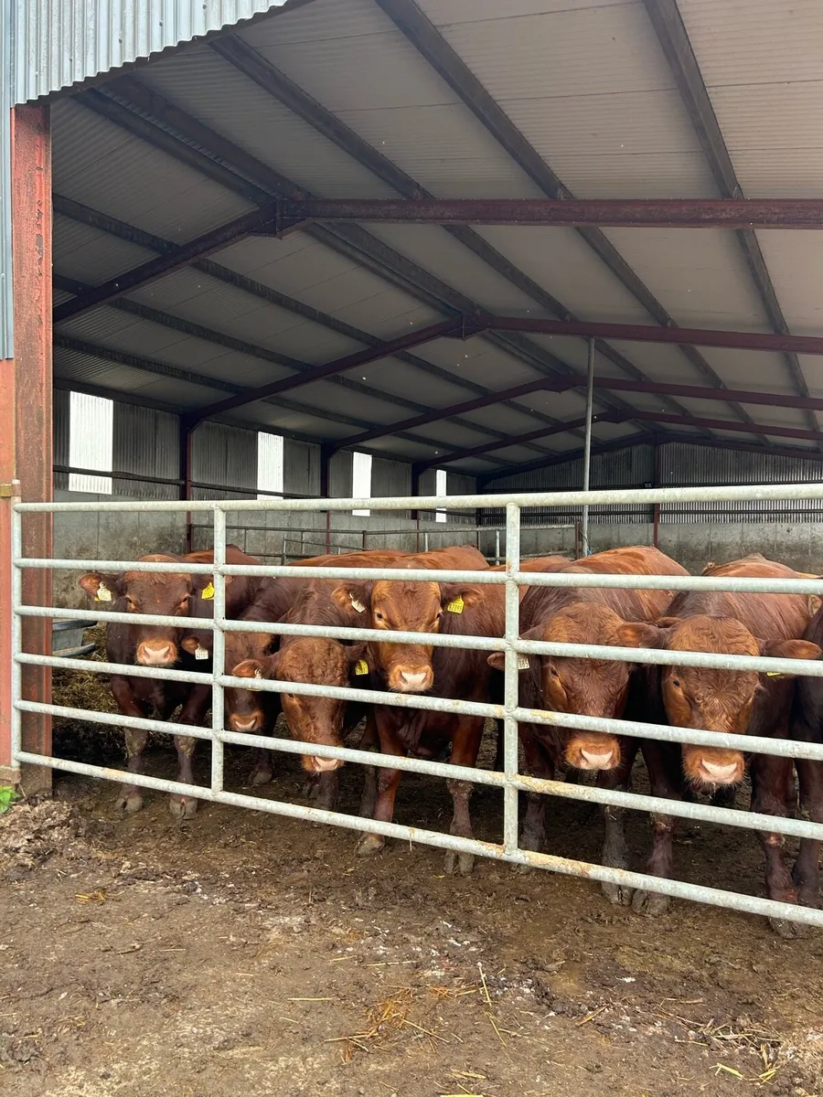 🔥 5* Pedigree Stabiliser Bulls for Sale🔥 - Image 2