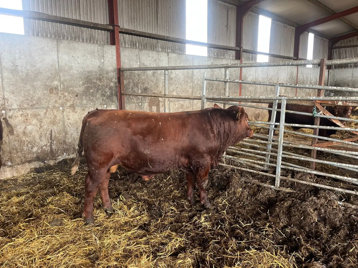 🔥 5* Pedigree Stabiliser Bulls for Sale🔥 - Image 3