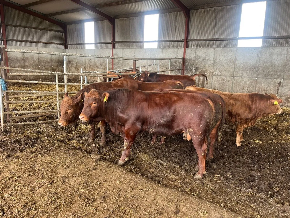 🔥 5* Pedigree Stabiliser Bulls for Sale🔥 - Image 4