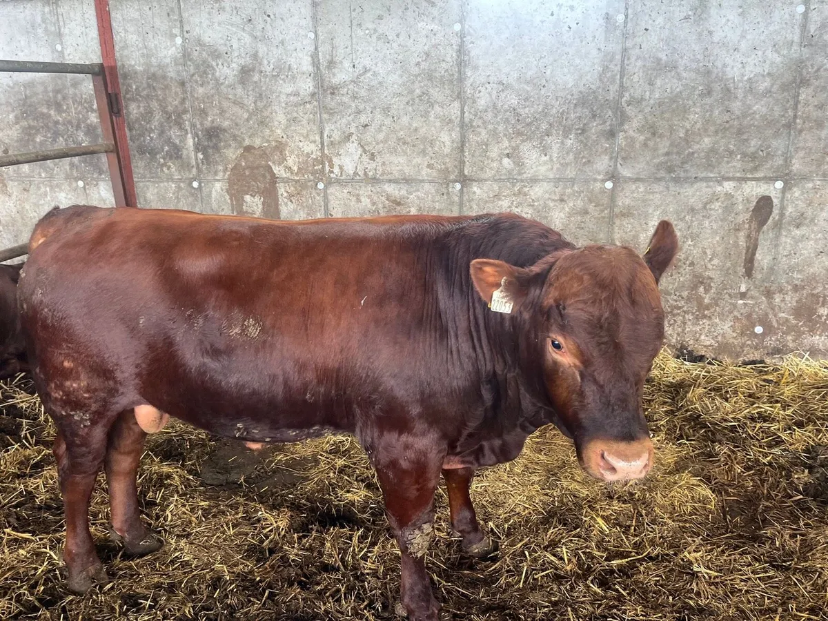 🔥 5* Pedigree Stabiliser Bulls for Sale🔥 - Image 1