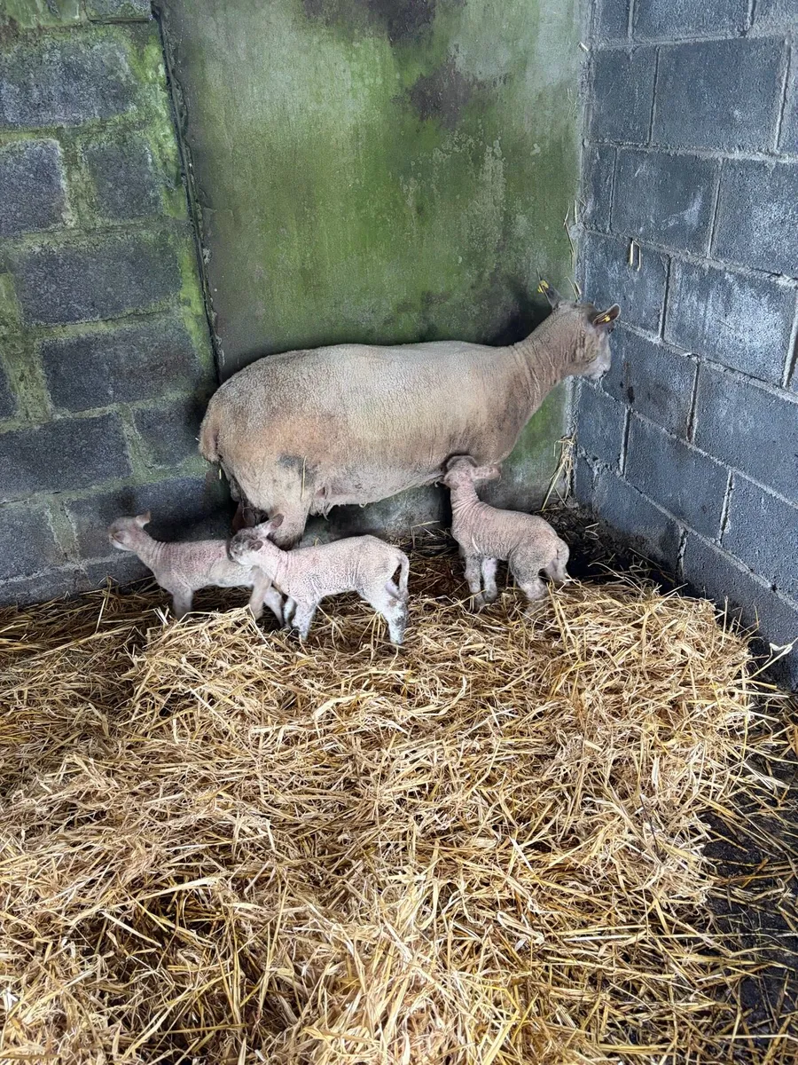 Ewe and 3 lambs - Image 2