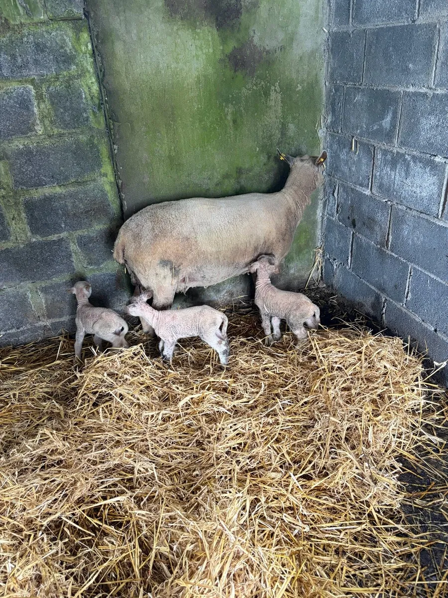 Ewe and 3 lambs - Image 3