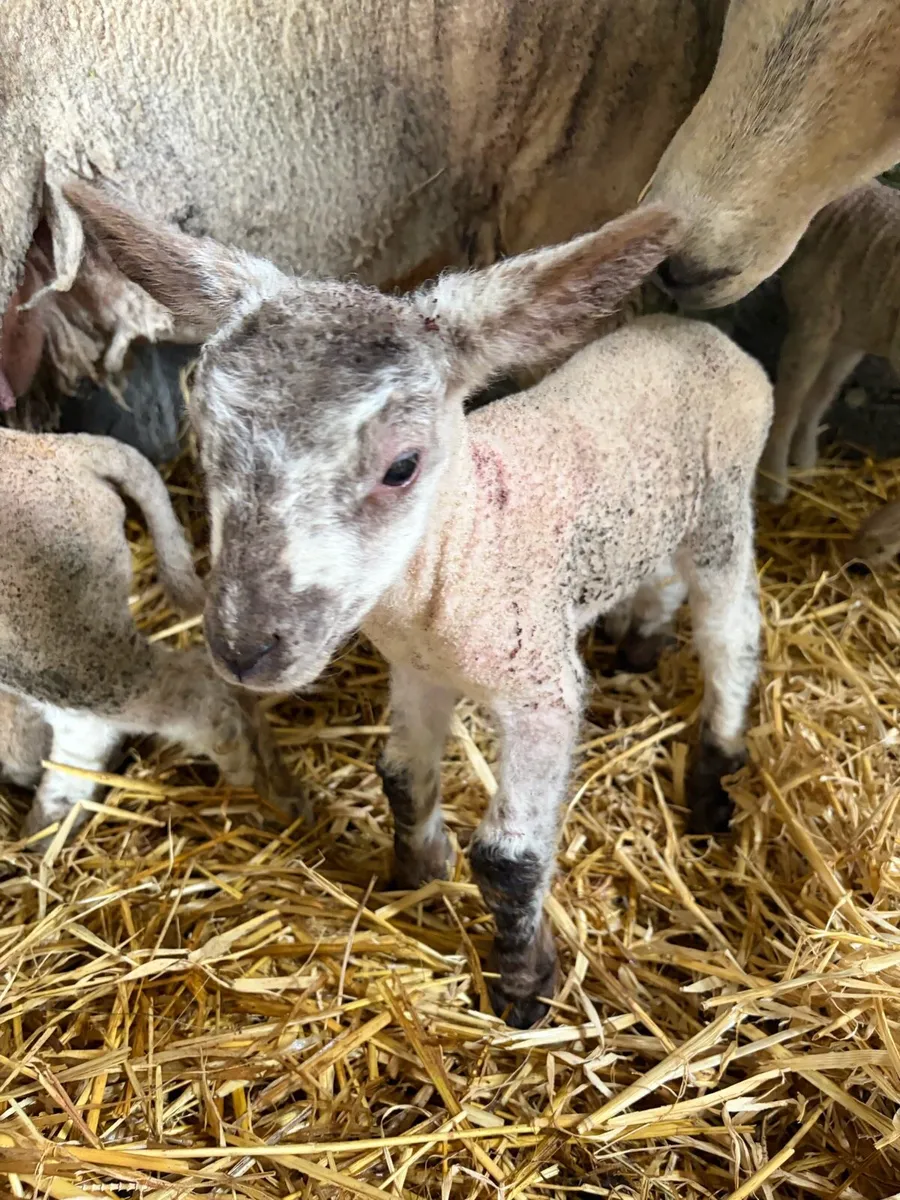 Ewe and 3 lambs - Image 4