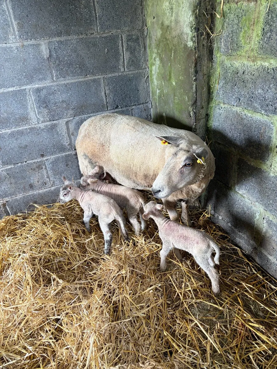 Ewe and 3 lambs - Image 1