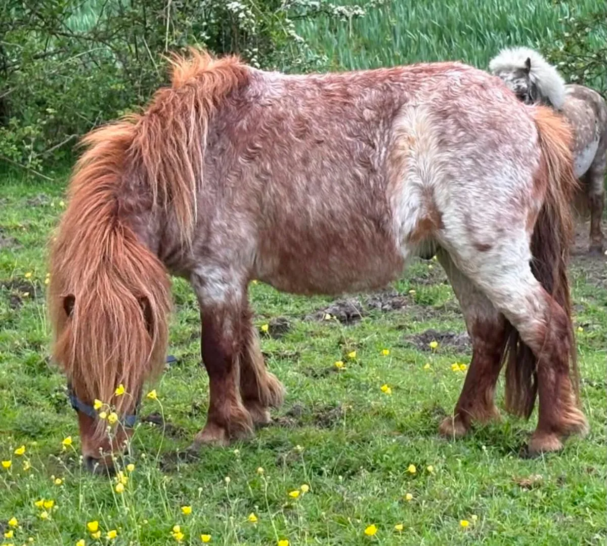Miniature Gelding - Image 1