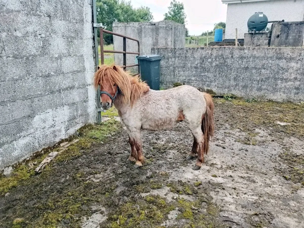 Miniature Gelding - Image 2