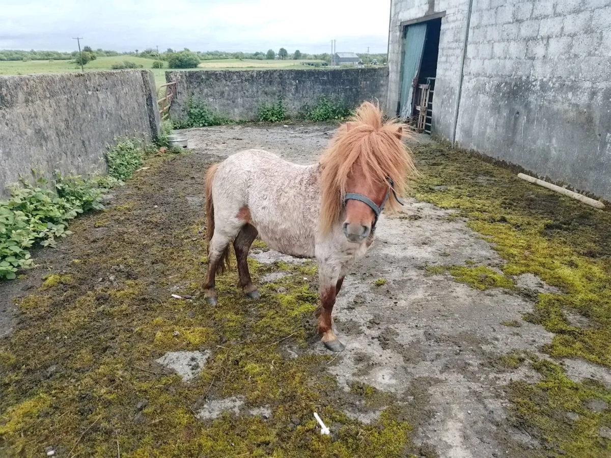 Miniature Gelding - Image 3