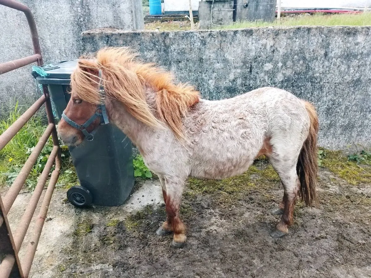 Miniature Gelding - Image 4