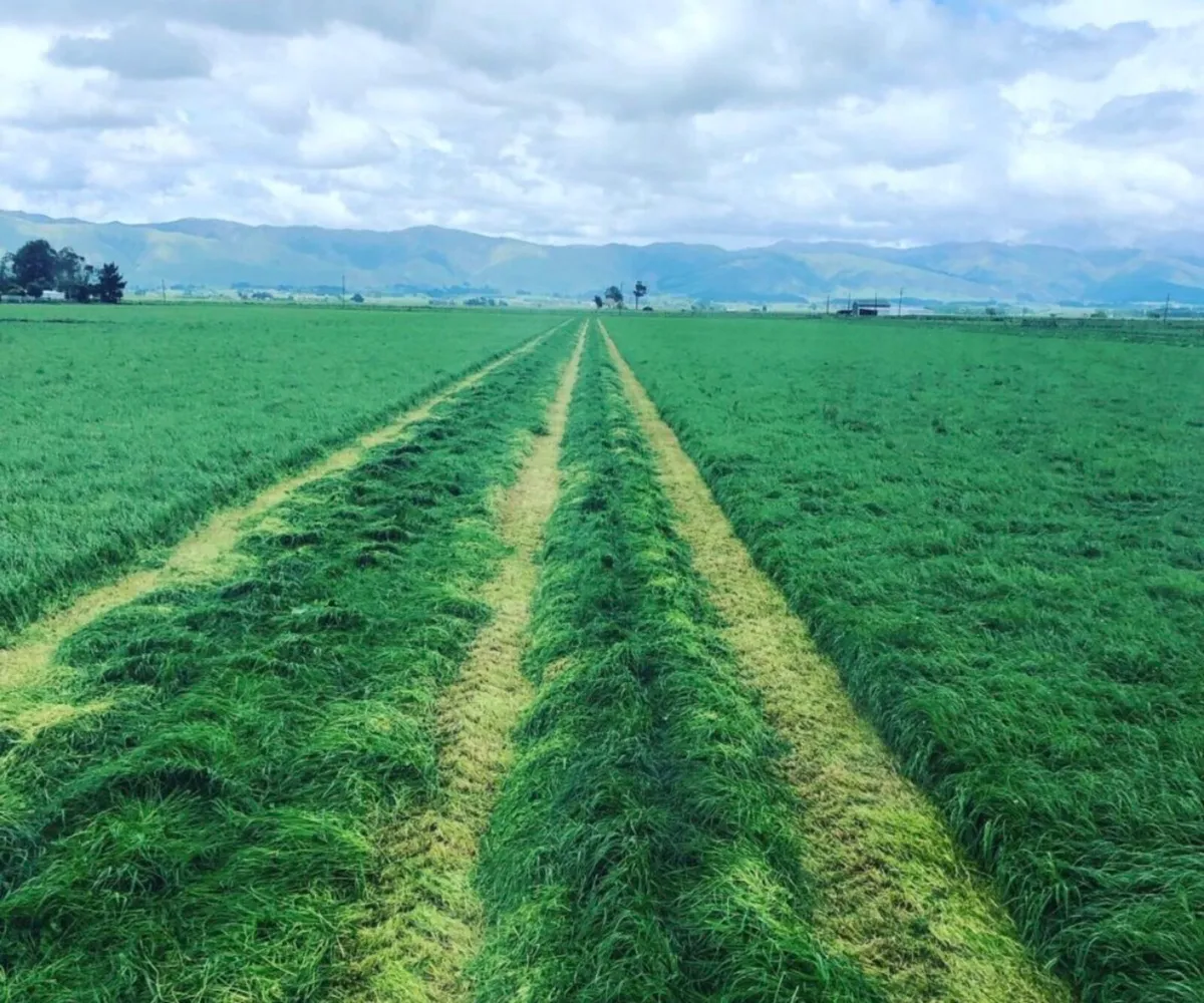 Standing Silage