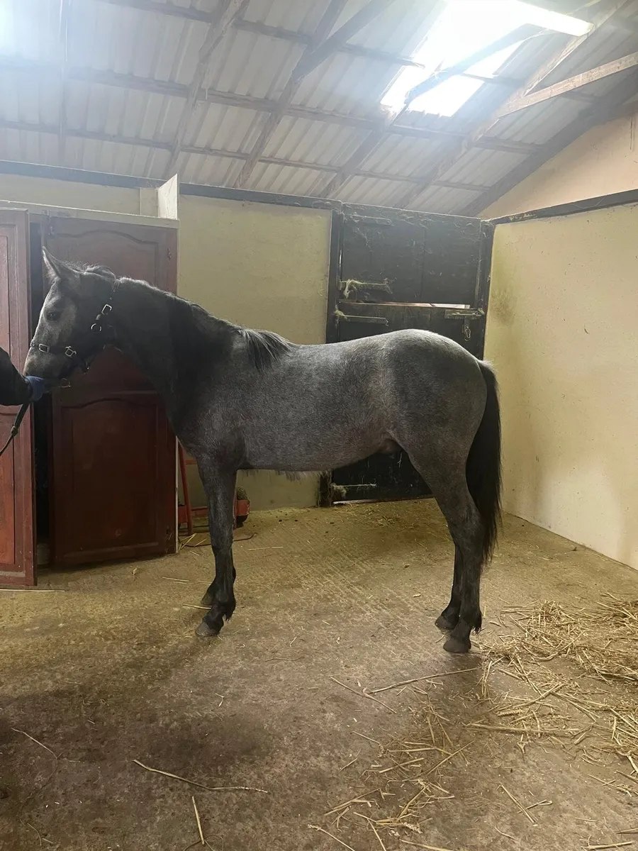 Connemara yearling - Image 2