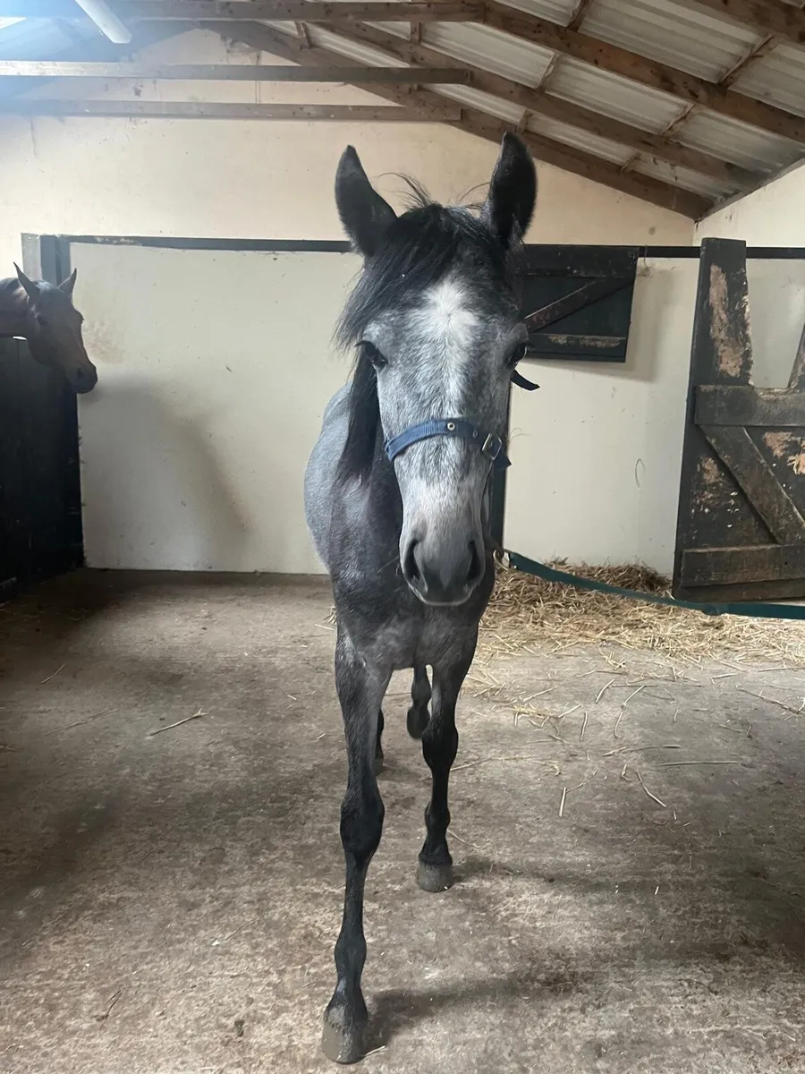 Connemara yearling - Image 3