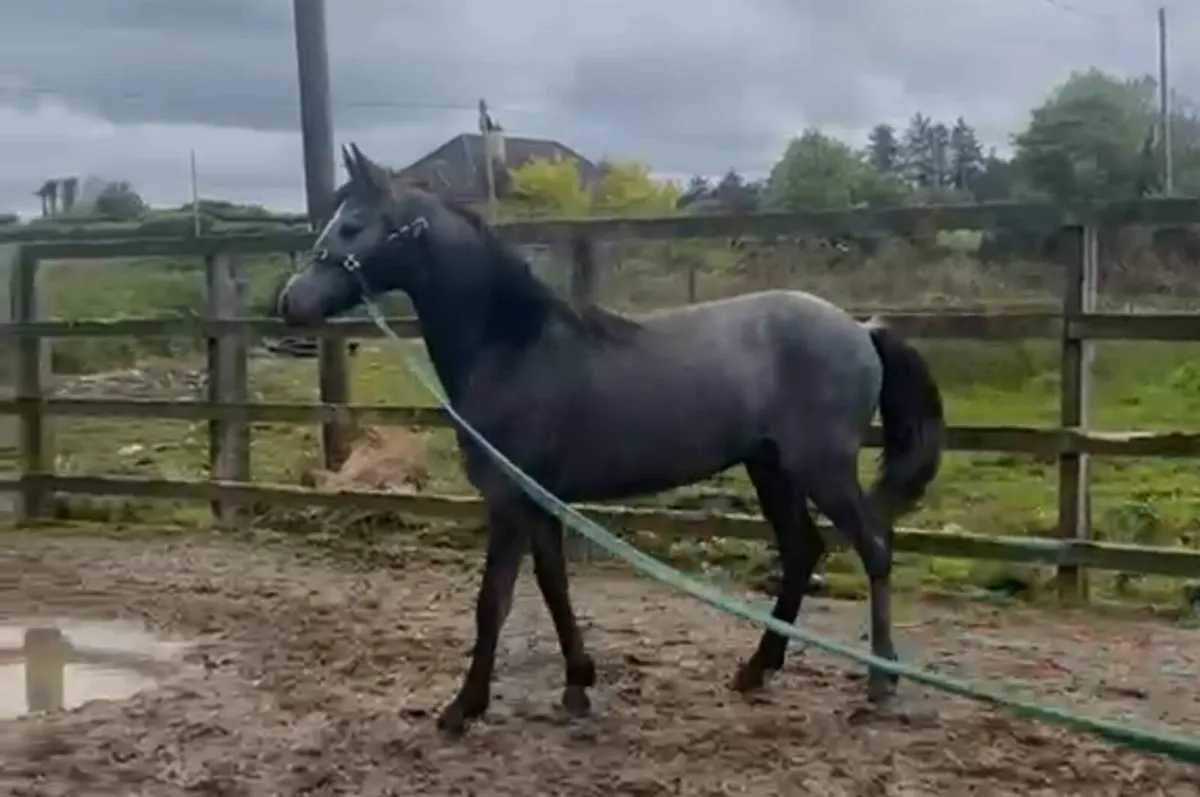 Connemara yearling - Image 1