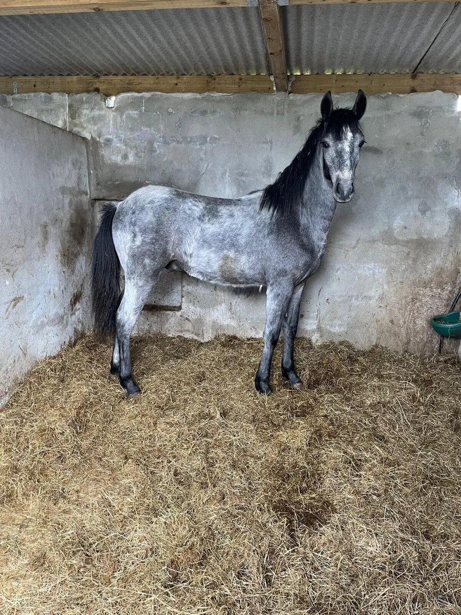 Connemara yearling - Image 4