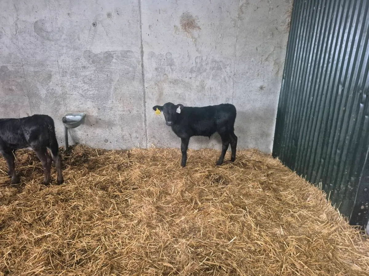 AA CALVES - Image 3
