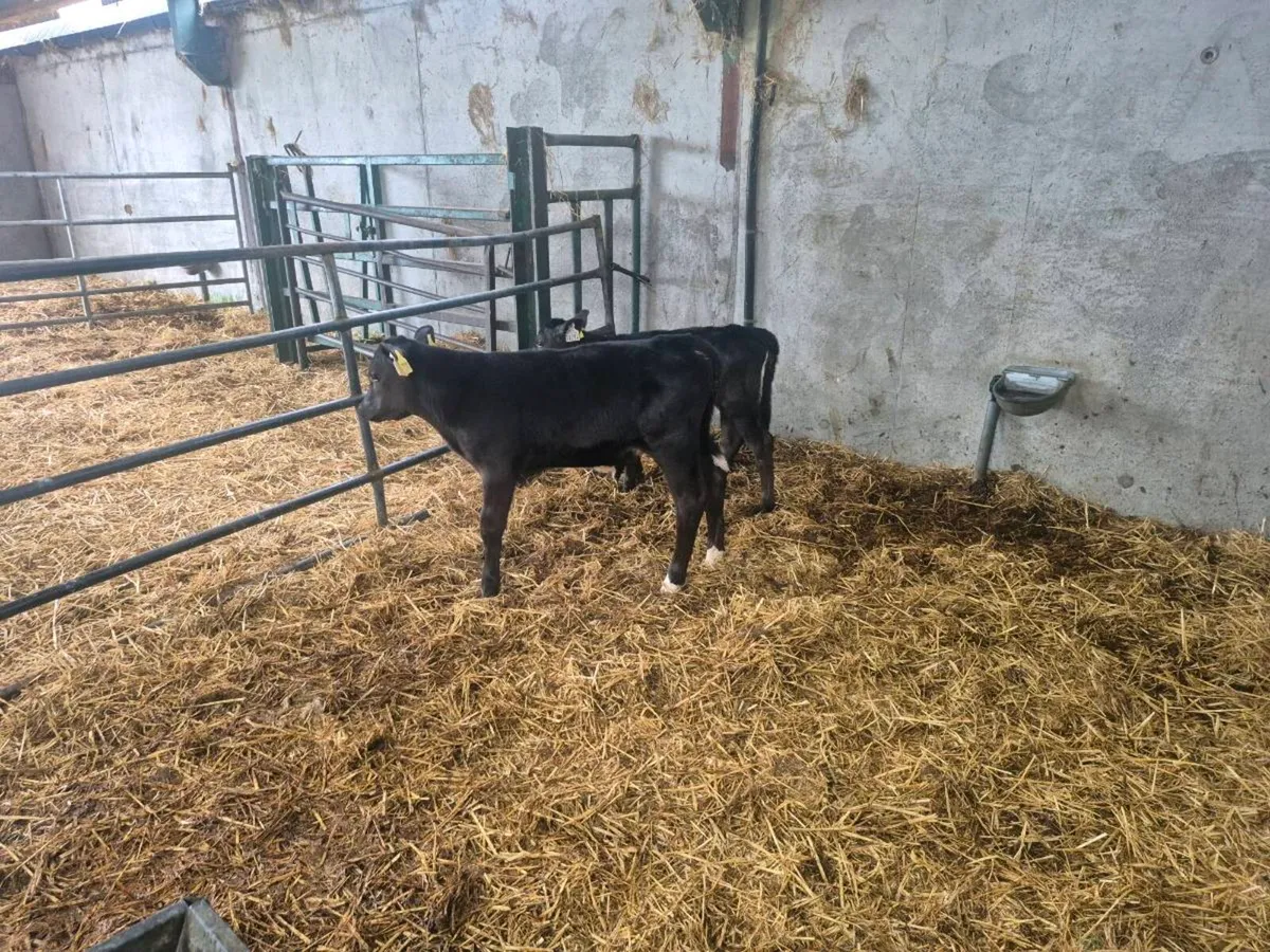 AA CALVES - Image 1