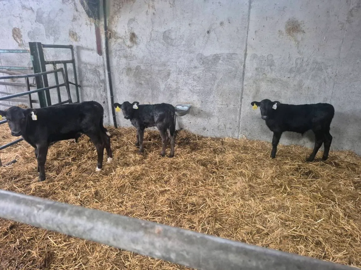 AA CALVES - Image 2