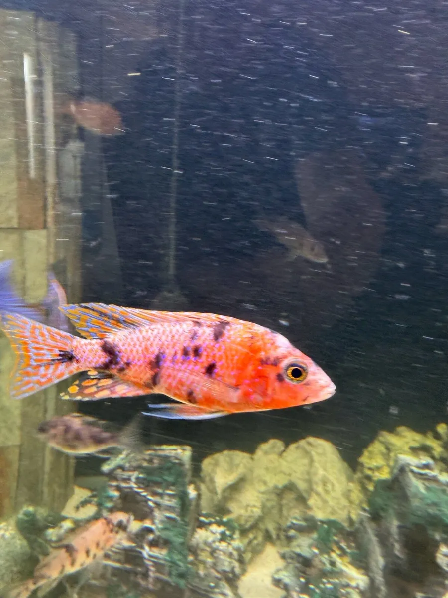 Cichlids - Image 2