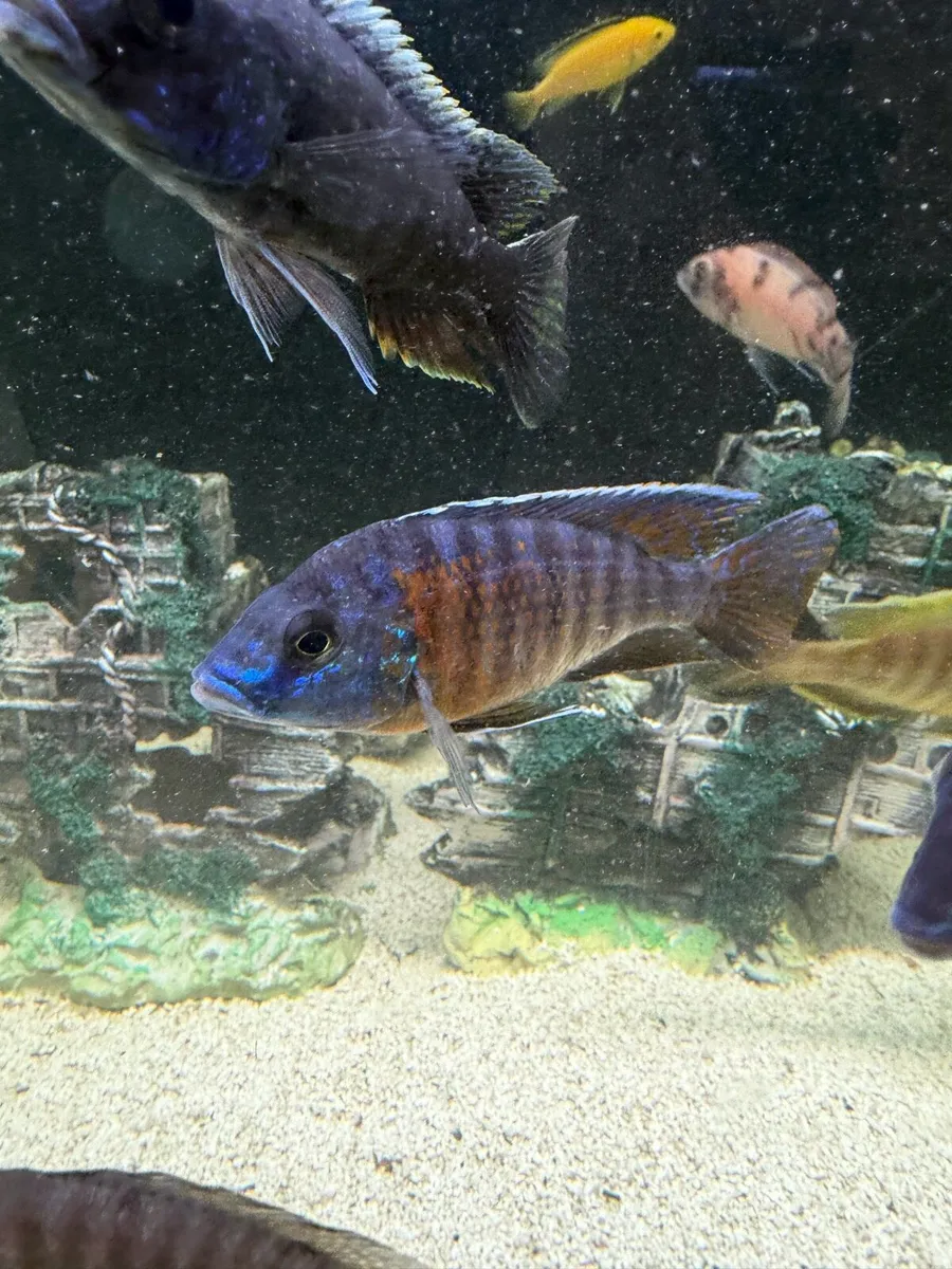 Cichlids - Image 3