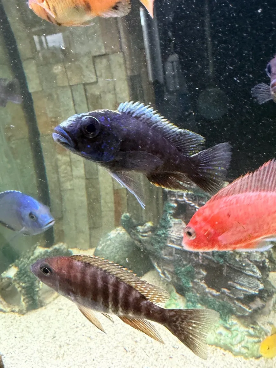 Cichlids - Image 4