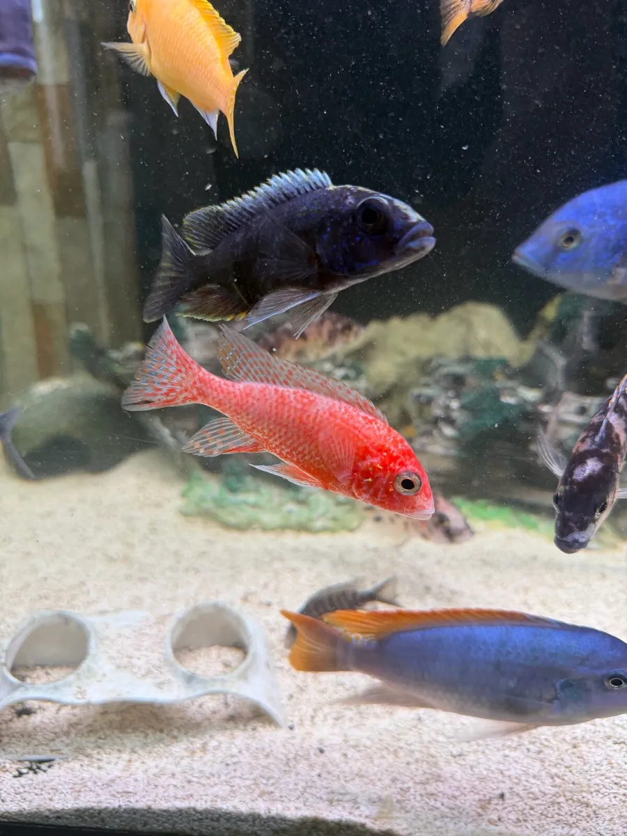 Cichlids - Image 1