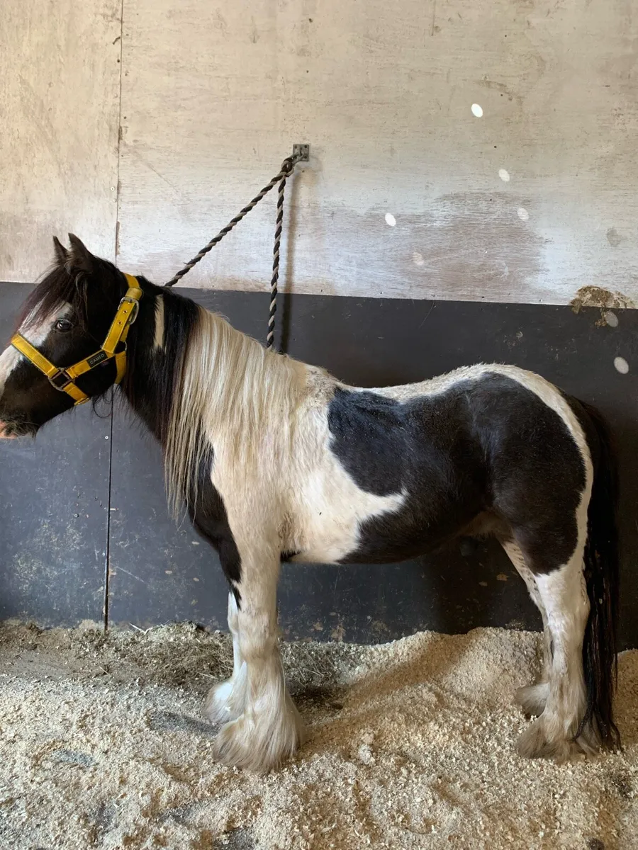 King bred colt - Image 1