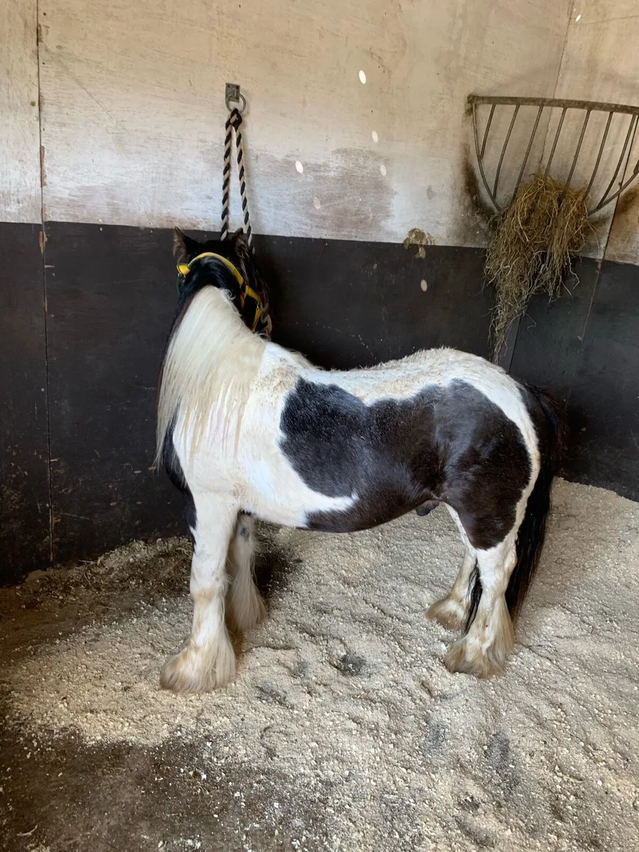King bred colt - Image 2