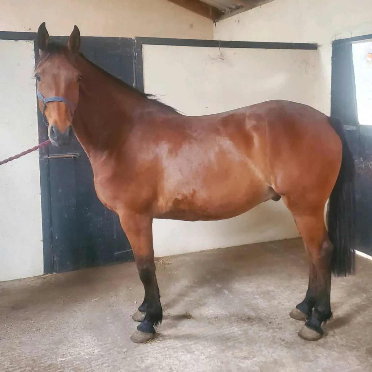 Sports horse - Image 1