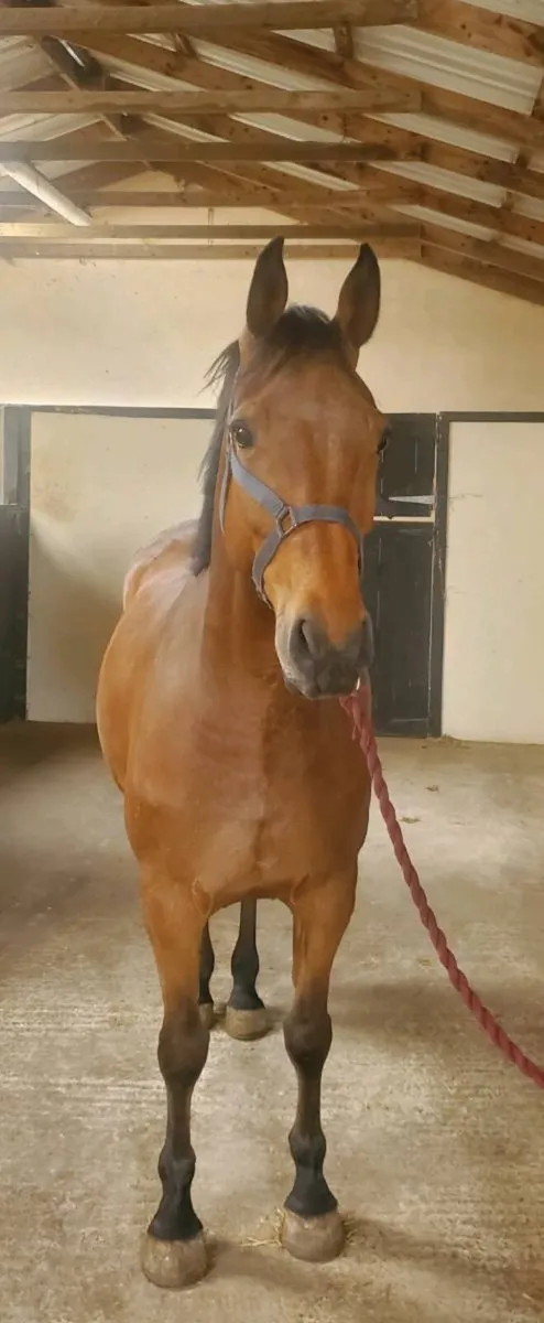 Sports horse - Image 2