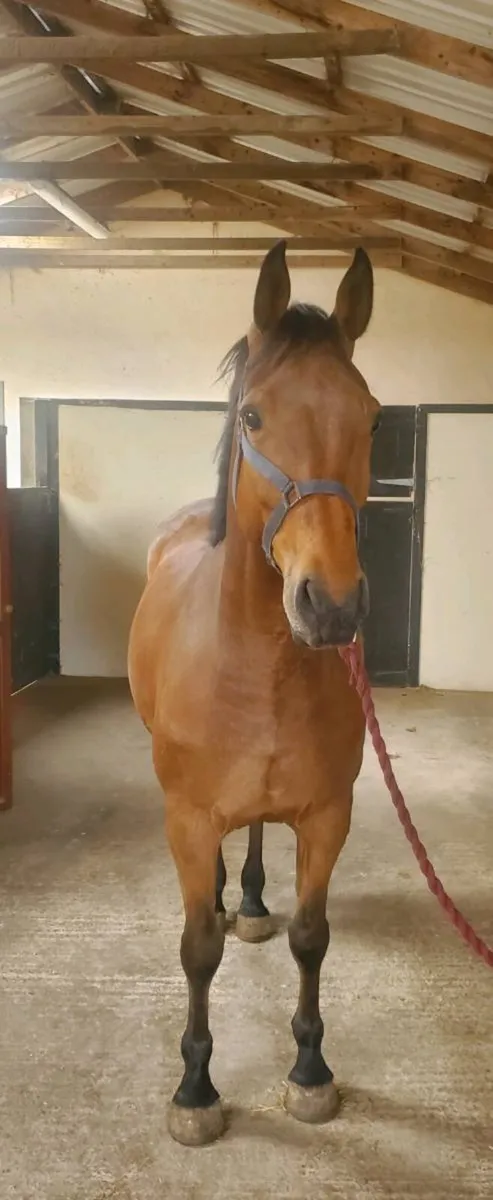 Sports horse - Image 3