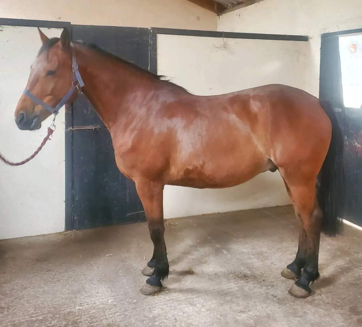 Sports horse - Image 4