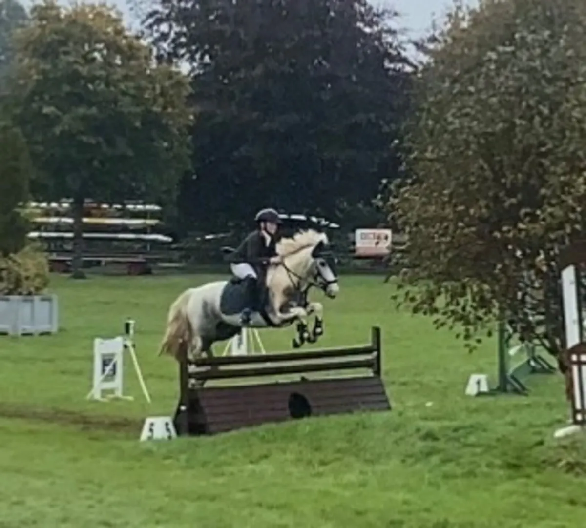 Future 138cm top track pony - Image 4