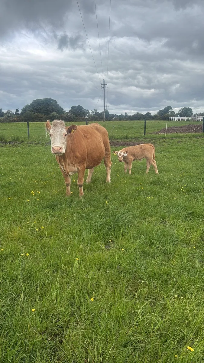 4x Suckler Cows & 3x Charley Heifer & 1 Bull Calf - Image 1