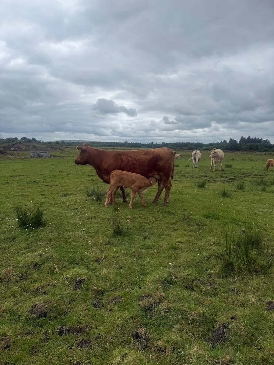 4x Suckler Cows & 3x Charley Heifer & 1 Bull Calf - Image 2
