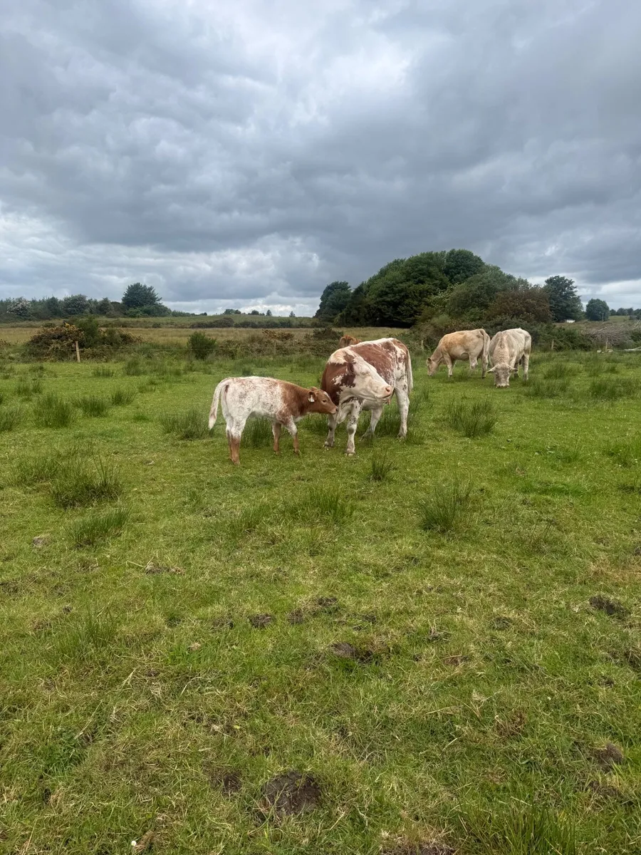 4x Suckler Cows & 3x Charley Heifer & 1 Bull Calf - Image 4