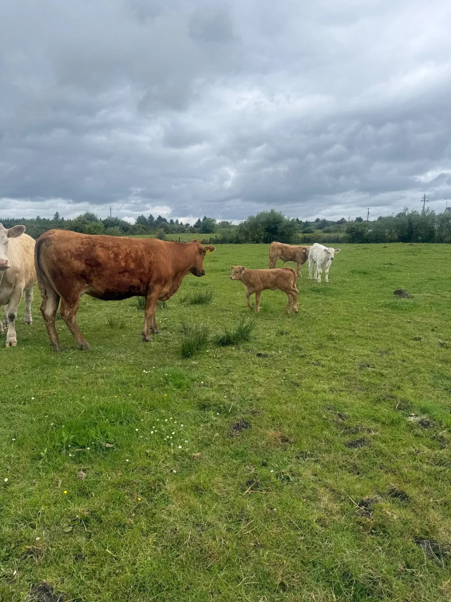 4x Suckler Cows & 3x Charley Heifer & 1 Bull Calf - Image 3