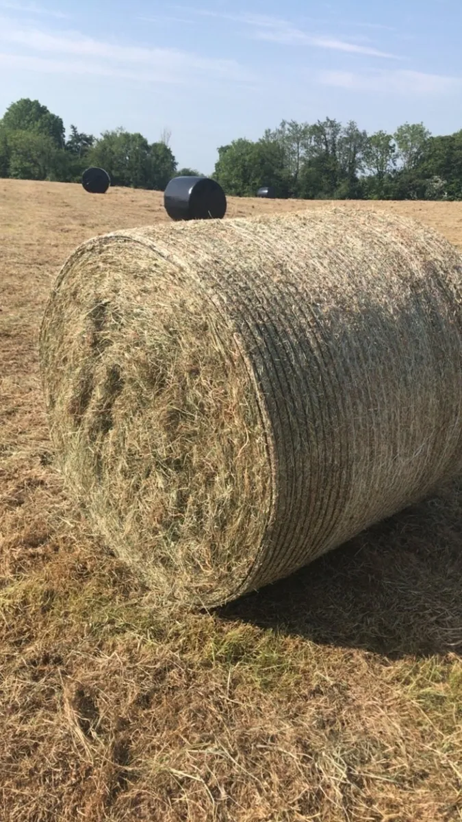 Round bales of Haylage - Image 1