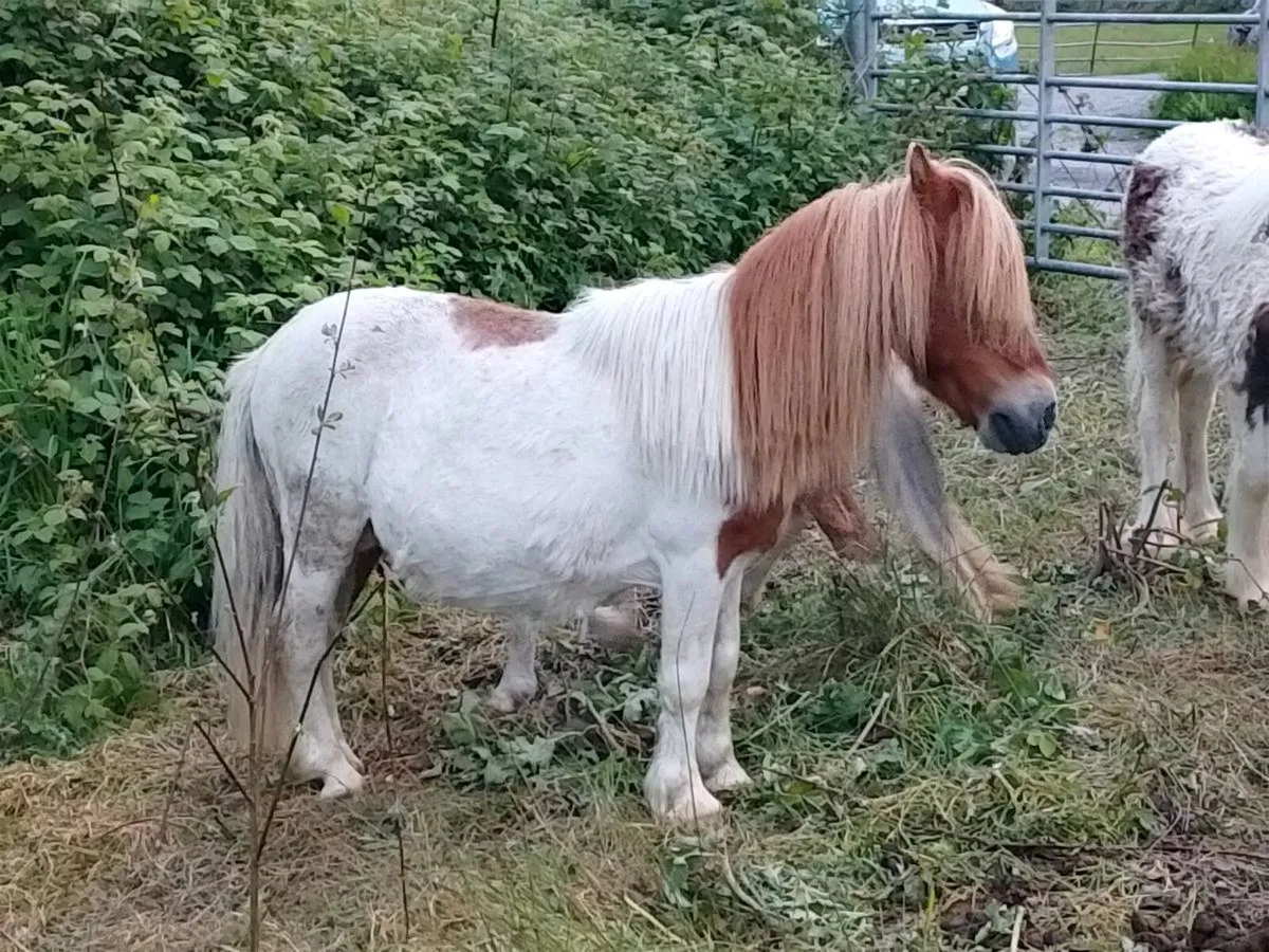 Stallion/Teaser Pony - Image 1
