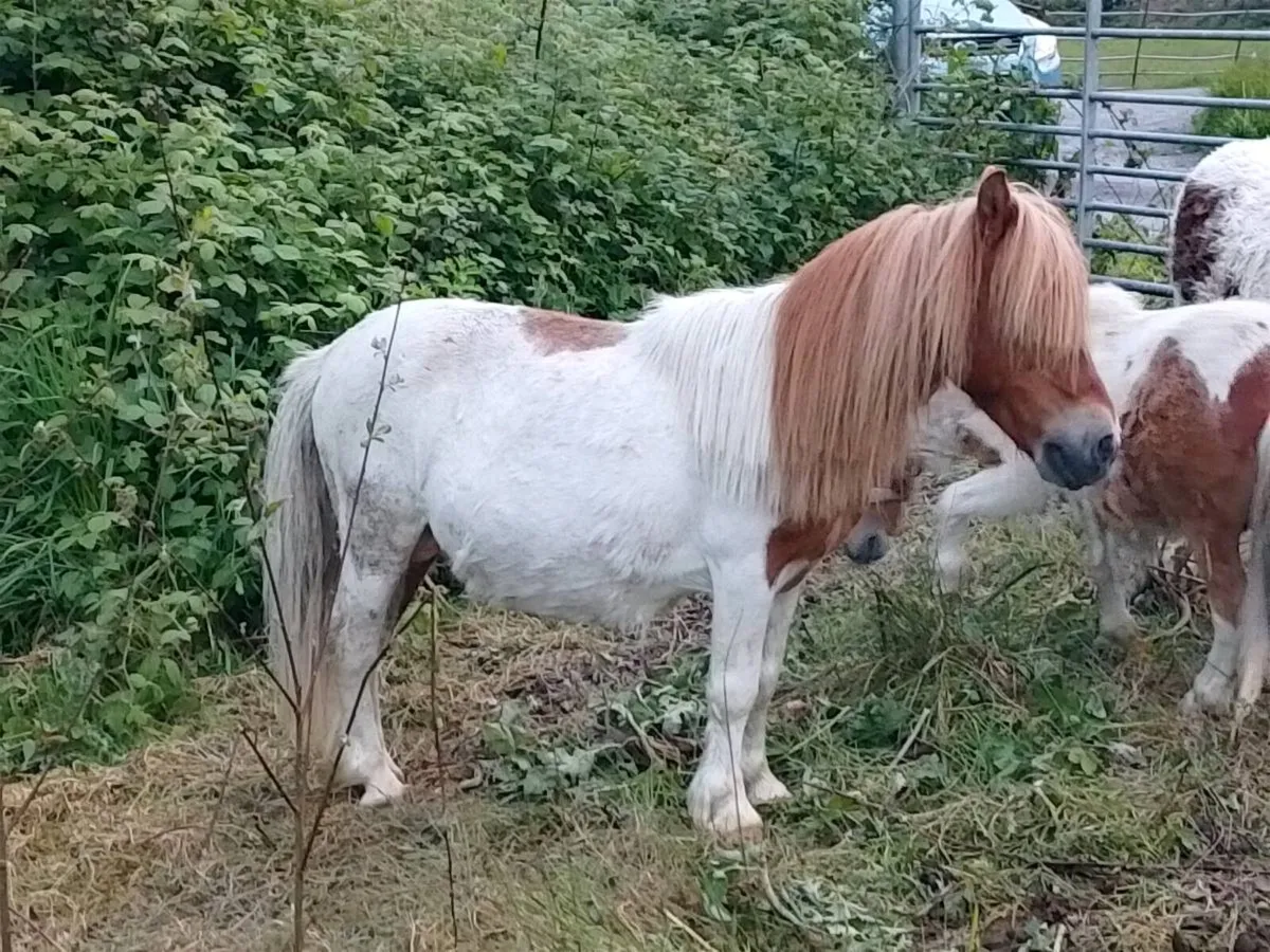 Stallion/Teaser Pony - Image 2