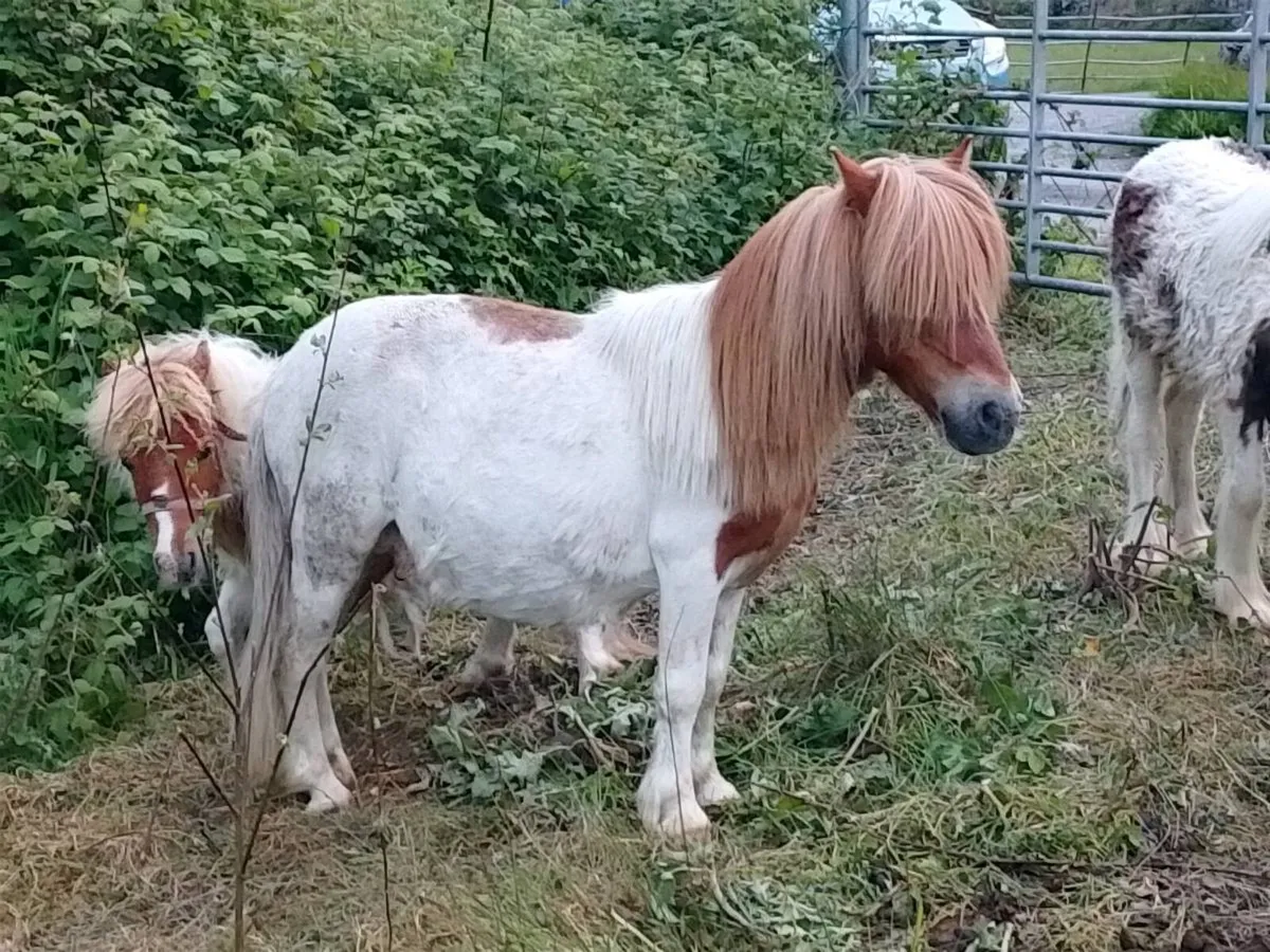 Stallion/Teaser Pony - Image 3