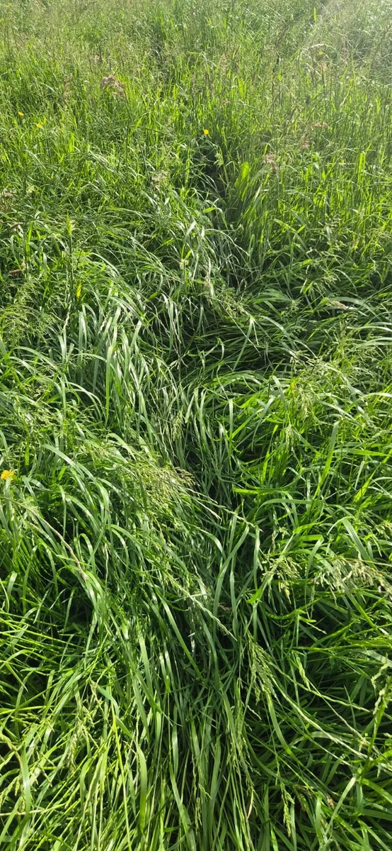 Silage Meadow - 25 ac - Image 2