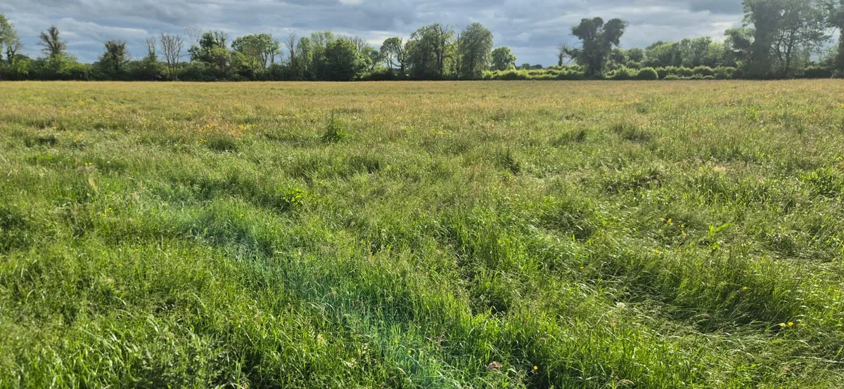Silage Meadow - 25 ac - Image 1