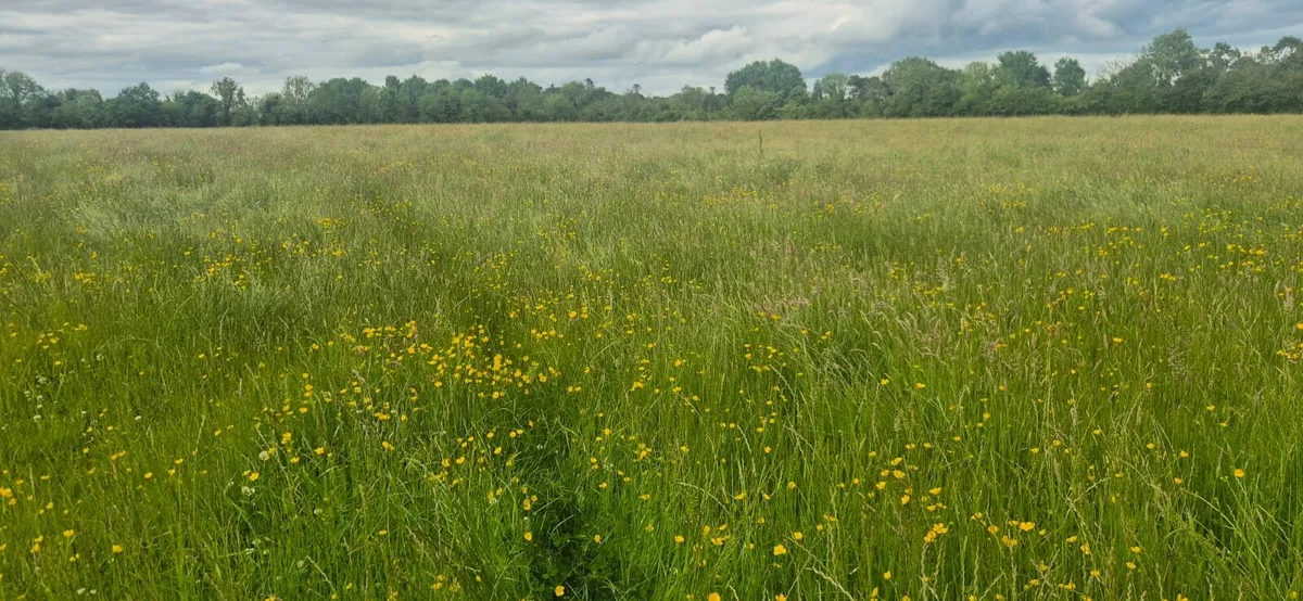 Silage Meadow - 25 ac - Image 3